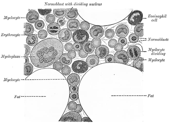 Historical highly magnified drawing of human bone marrow