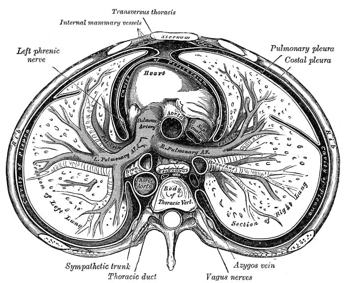 Historical anatomical section through the human heart, lungs and thorax