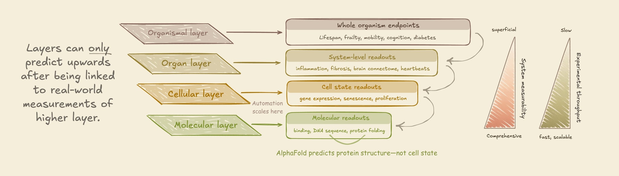 Diagram linking molecular, cellular, organ and organismal layers upward to real-world readouts; automation scales molecular and cellular measurements, while AlphaFold predicts protein structure rather than cell state